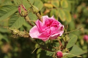 Florecimento do Vale das Rosas