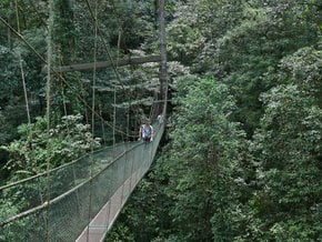 Canopy Walks in Borneo