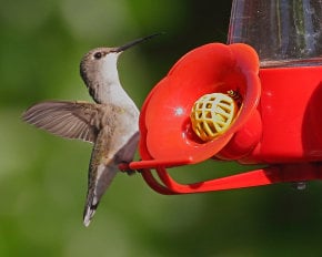 Hummingbirds in Idaho
