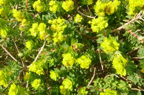 Maltese Spurge Flowering Season