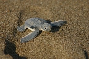 Baby-Schildkröten