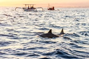 Observación de delfines en Lovina
