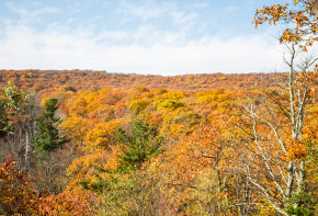 Herbstlaub im Shenandoah Nationalpark