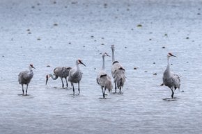 Sandhill Crane Migration 