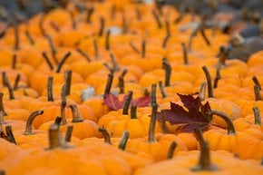 Ludwigsburg Pumpkin Festival