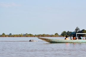 Dolphin de la rivière Mekong