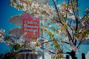 Festival de fleurs de cerises de Californie du Nord