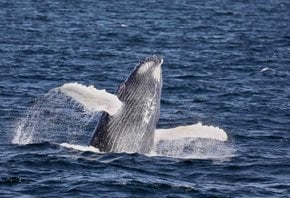 Whale watching (Osservazione delle balene)