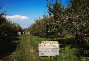 La recolección de manzanas