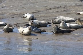 Seals in the Wadden Sea