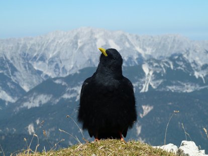 Birdwatching in Austria 2024 - Rove.me