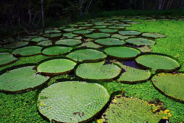 brazil-victoria-amazonica.jpg