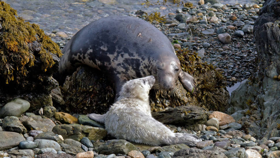 Atlantic Grey Seal Pups in Wales - Best Season