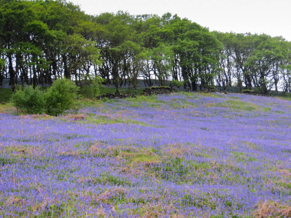 Best time for Bluebells in Bloom in Wales