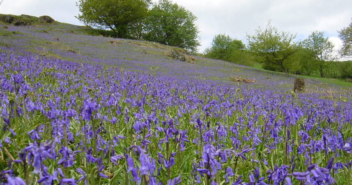 Bluebells in Bloom in Wales - Best Time
