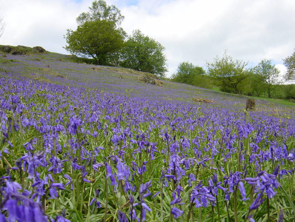 Bluebells in Bloom in Wales - Best Time