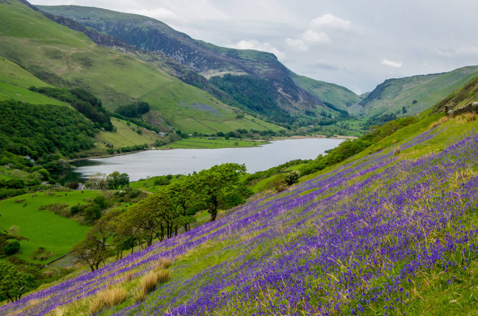 Bluebells in Bloom in Wales - Best Season
