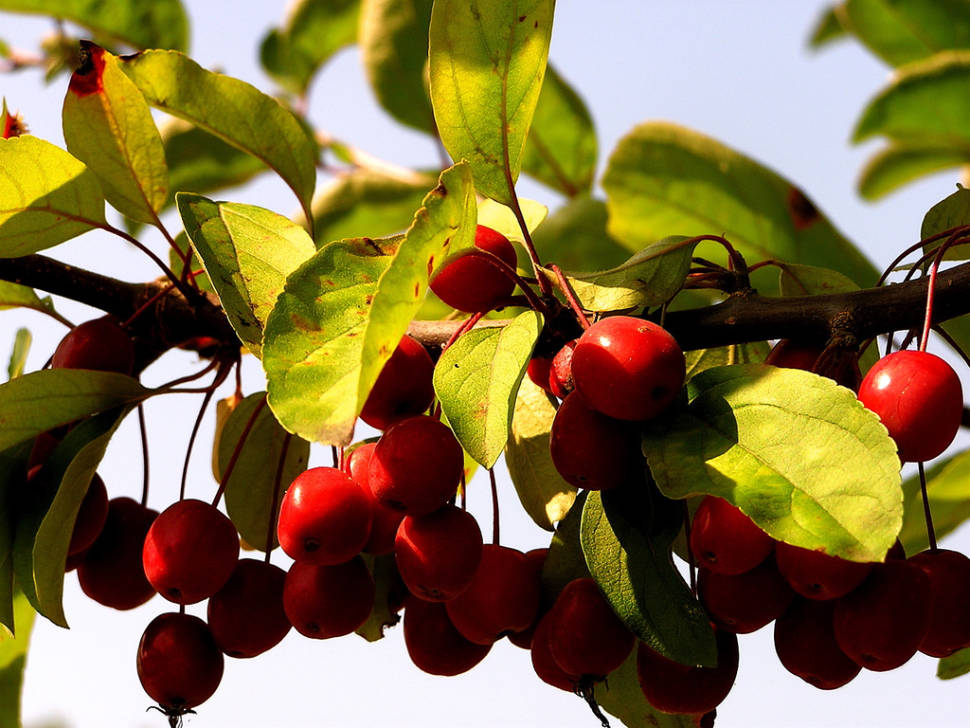 Crab Apple Season in Wales - Best Season