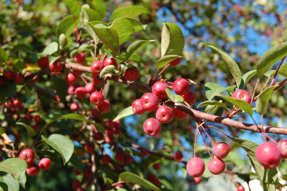Crab Apple Season in Wales - Best Time