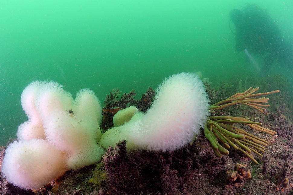 Diving in Wales - Best Season