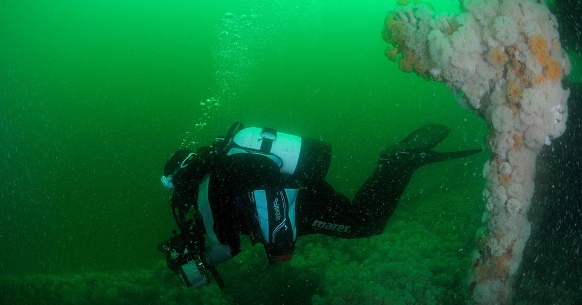 Diving in Wales - Best Time
