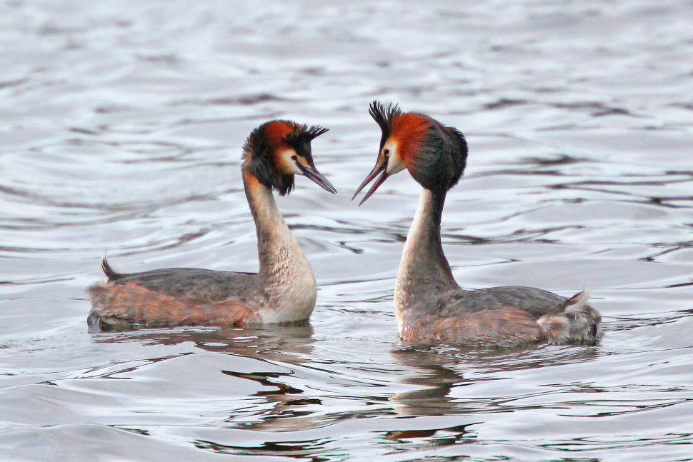 Great Crested Grebe at Traeth Lafan in Wales - Best Time