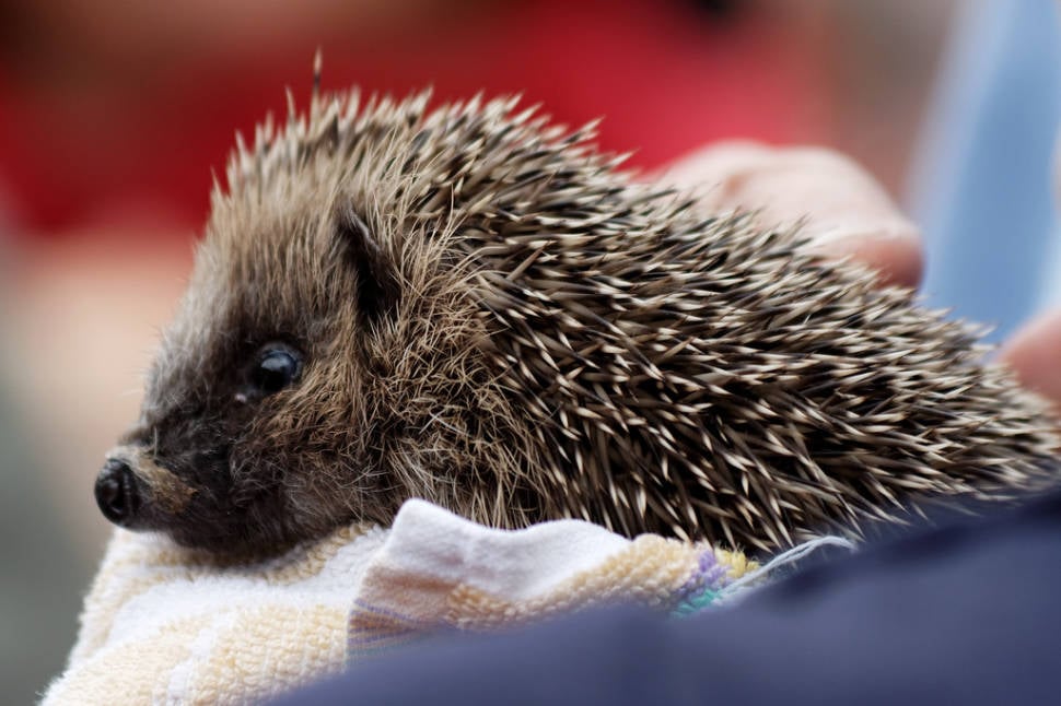 Best time for Hedgehog Rescue in Wales