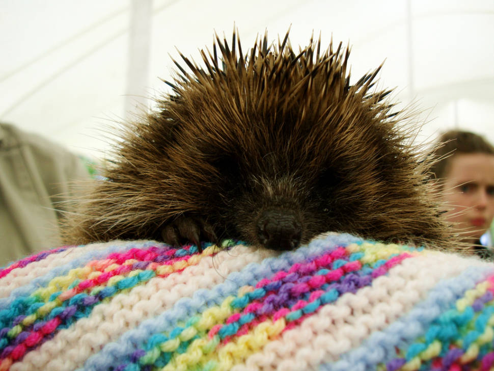 Hedgehog Rescue in Wales - Best Season