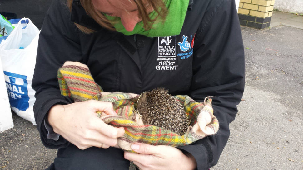 Best time to see Hedgehog Rescue in Wales
