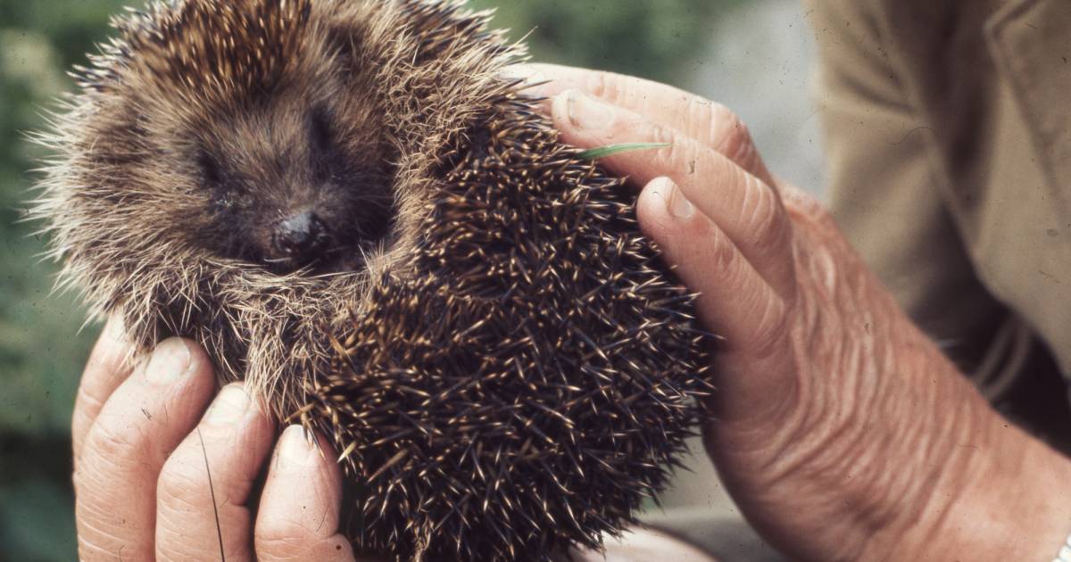 Hedgehog Rescue in Wales - Best Time