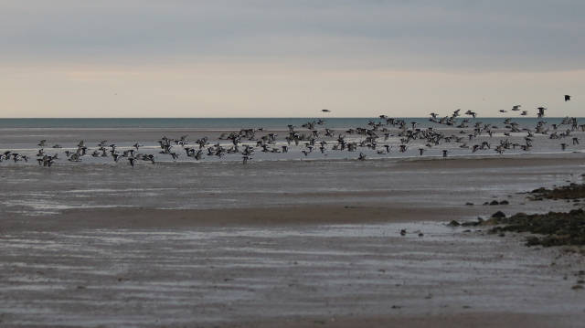 Seabirds in Glan y Môr Elias in Wales - Best Time