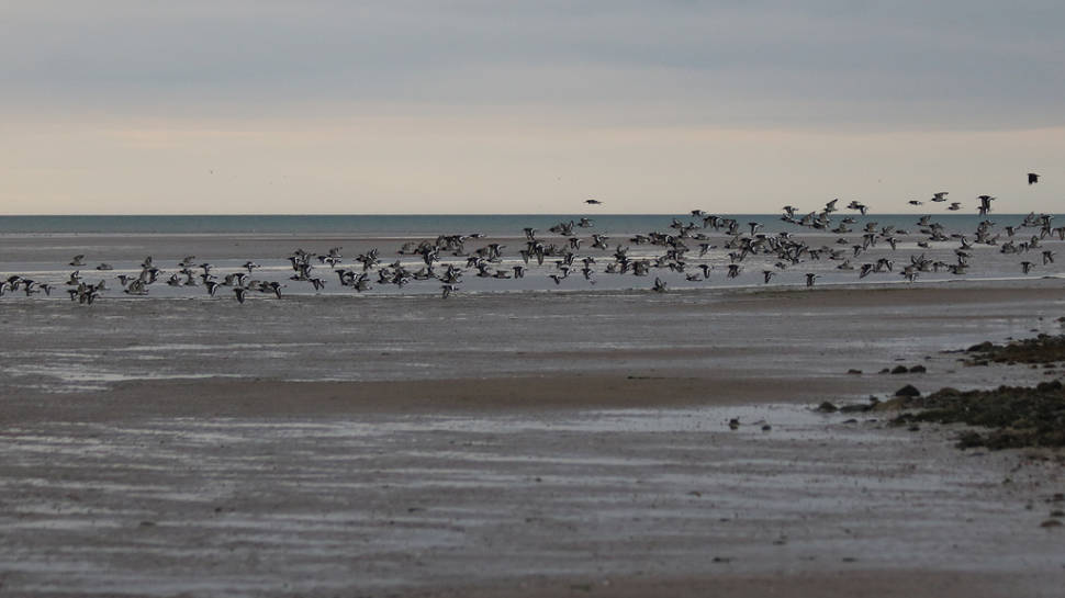 Seabirds in Glan y Môr Elias in Wales - Best Time