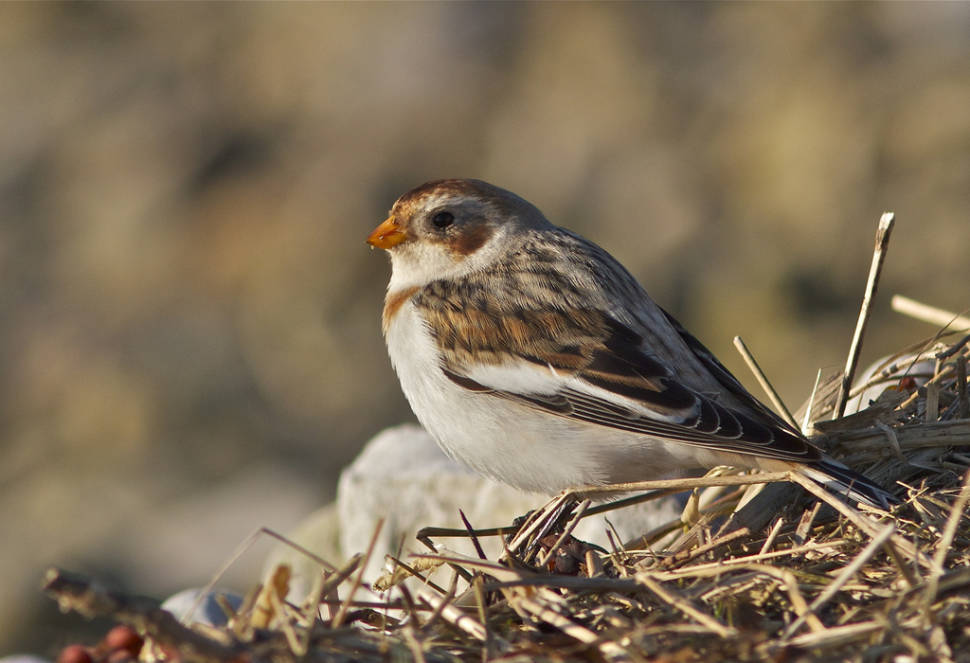 Snow Bunting at Red Wharf Bay, Wales, United Kingdom