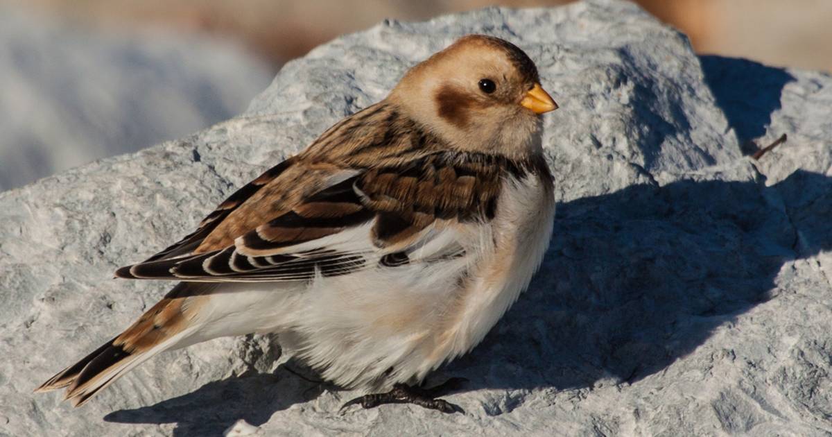 Snow Buntings in Wales - Best Time