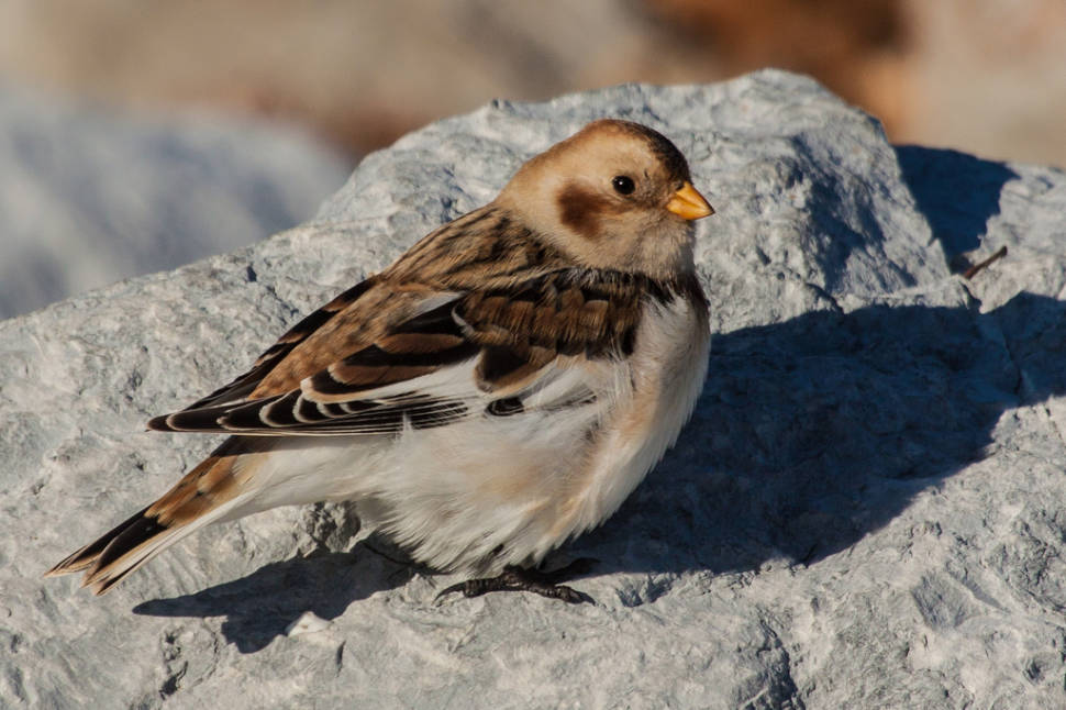 Snow Buntings in Wales - Best Time