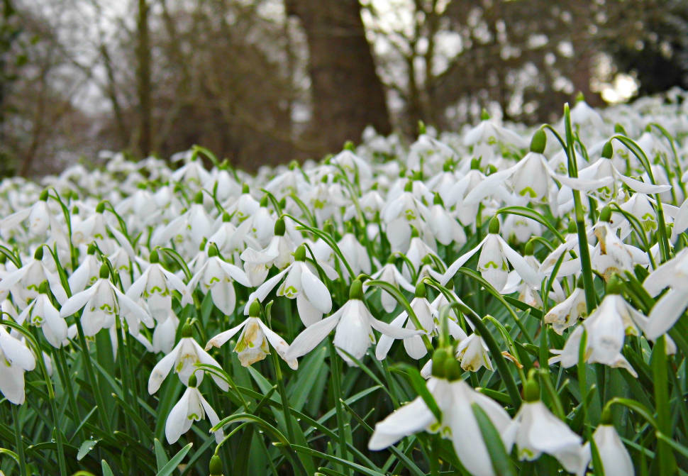 Host of snowdrops! A beautiful sight in the grounds of Penrhyn castle.