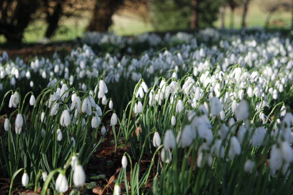 Snowdrops in sunlight at the National Botanic Garden of Wales