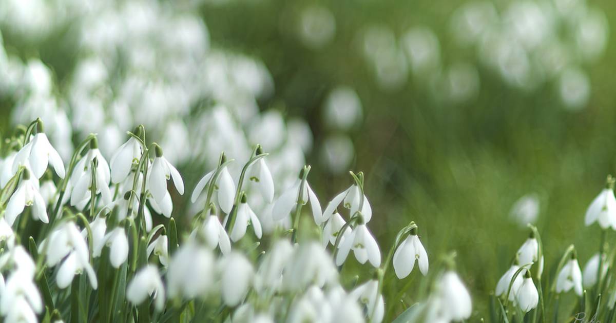Snowdrops in Bloom in Wales - Best Time