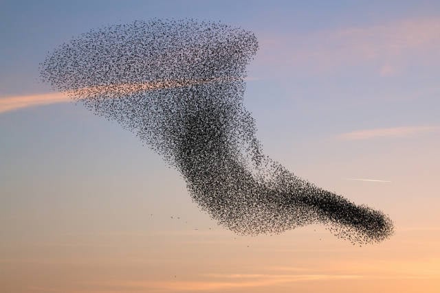 Starling Murmuration in Wales - Best Season