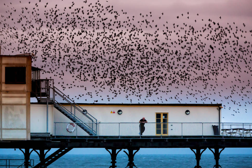 Starling Murmuration in Wales - Best Time