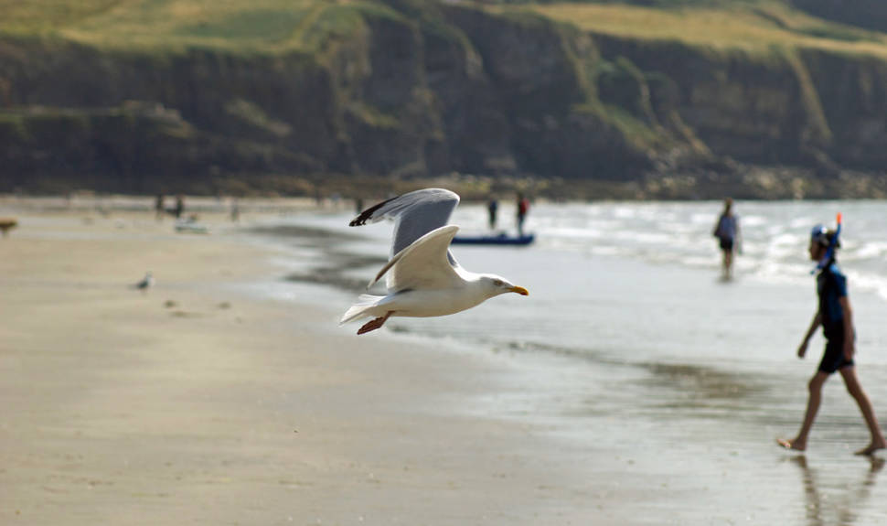 Seagull in Pembrokeshire, Wales