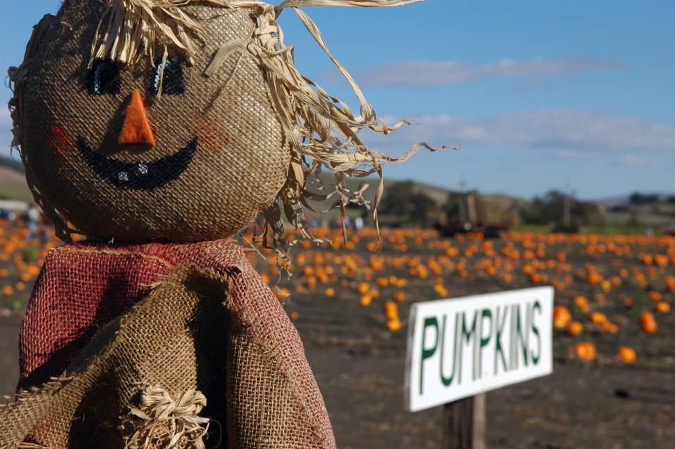 Autumn Pumpkin Patch in Washington, D.C. - Best Season