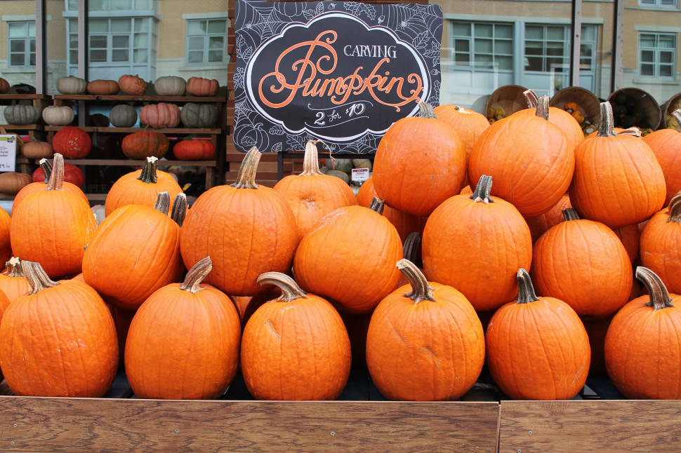 Autumn Pumpkin Patch in Washington, D.C. - Best Time