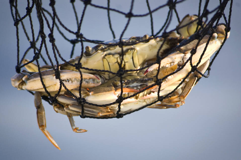 Chesapeake Bay Blue Crab in Washington, D.C. - Best Season