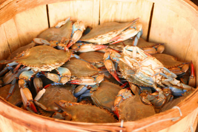 Best time for Chesapeake Bay Blue Crab in Washington, D.C.