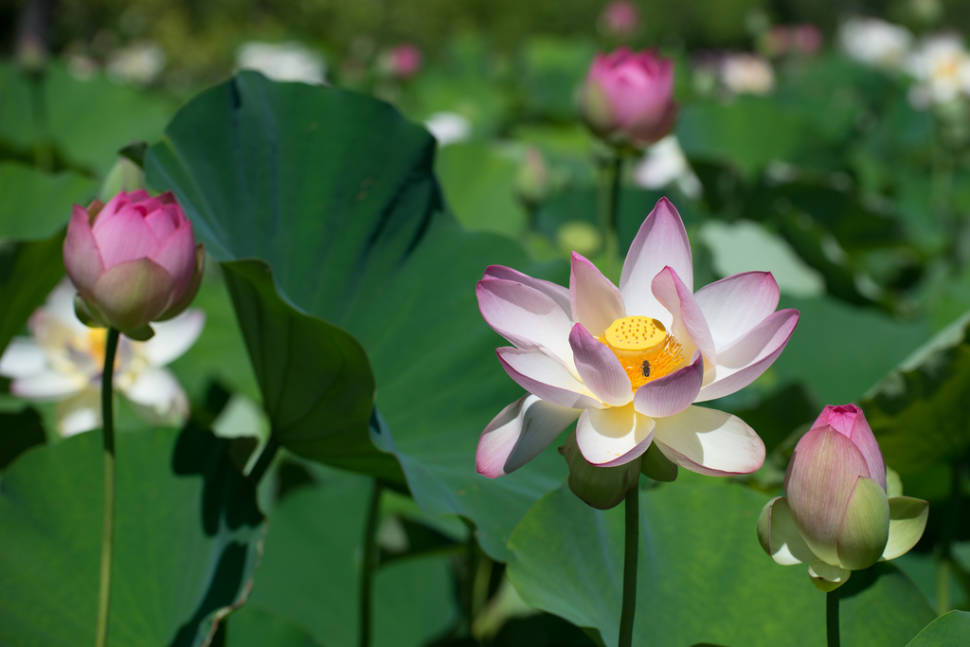 Lotus and Water Lilies at the Kenilworth Aquatic Garden in Washington, D.C. - Best Time