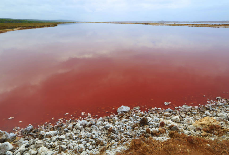 Best time to see Hutt Lagoon in Western Australia