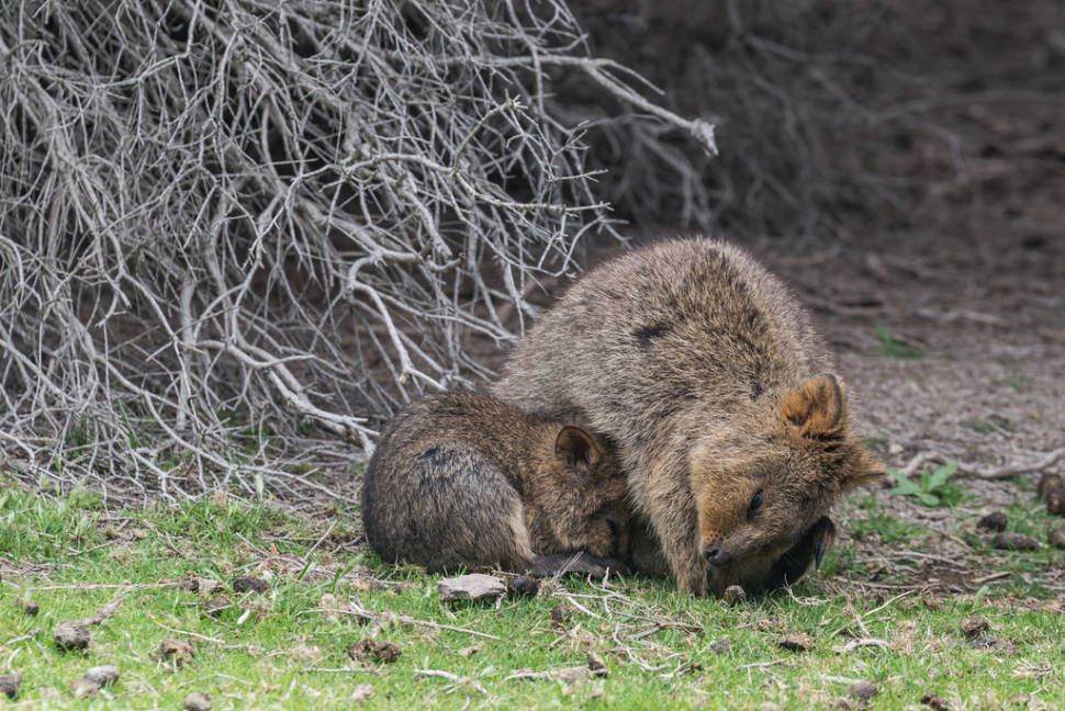 Best time for Quokka, the World's Happiest Animal