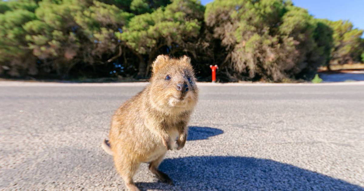 Quokka, the World's Happiest Animal in Western Australia - Best Time