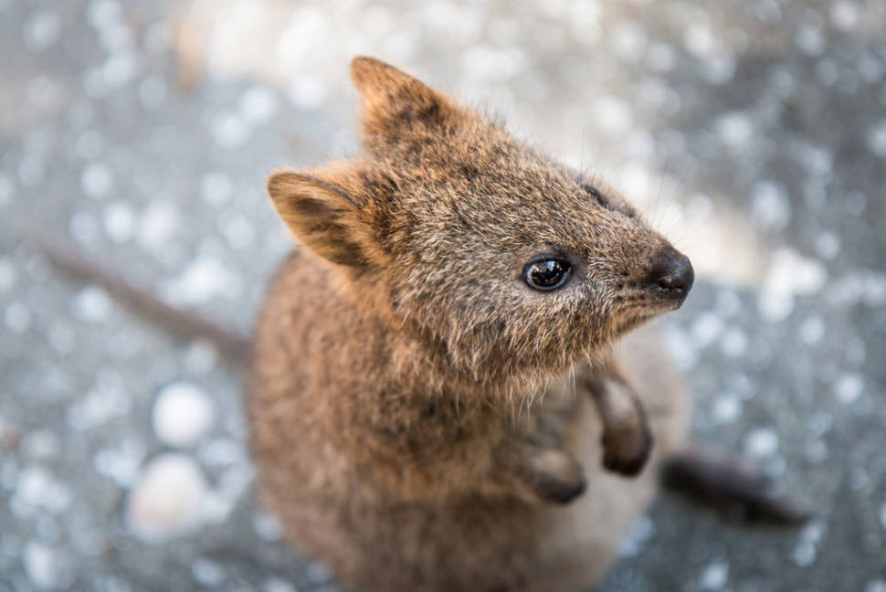 Quokka, the World's Happiest Animal in Western Australia - Best Season